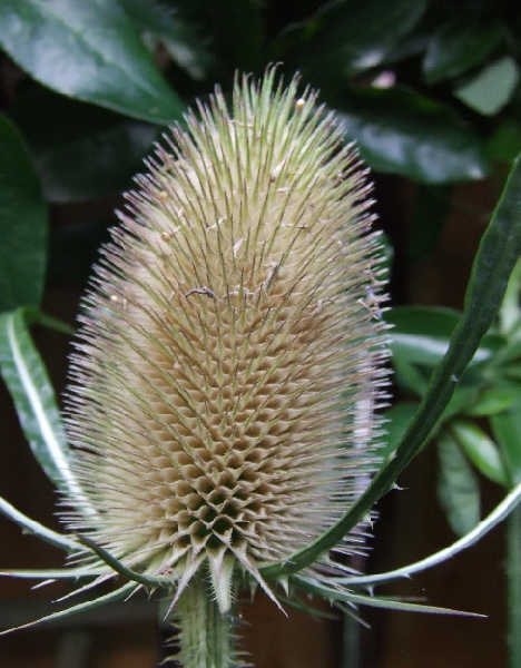 2009_0801_Augustus_thuis0015.JPG - Seeds Ready
