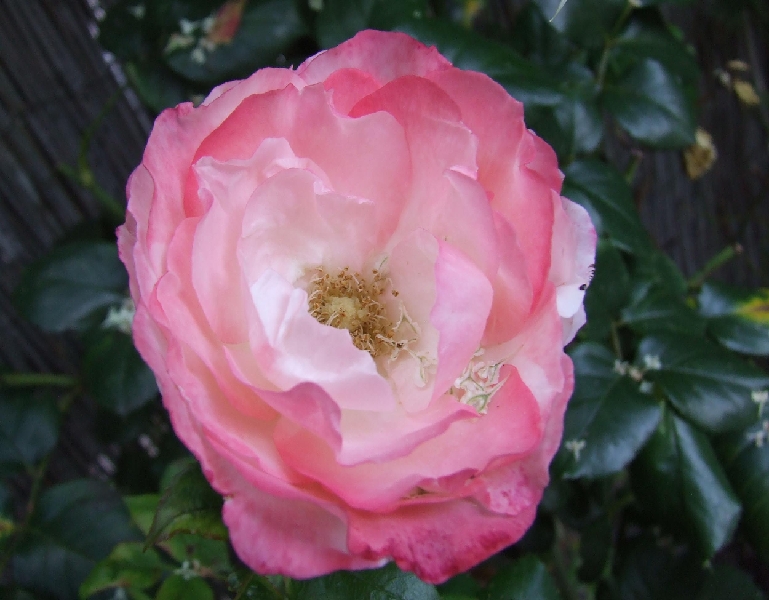 2009_0801_Augustus_thuis0021.JPG - Pink Lady