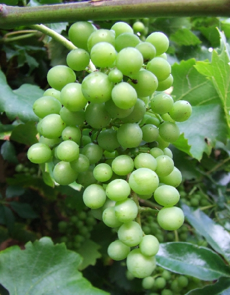 2009_0801_Augustus_thuis0027.JPG - Vino Rouge