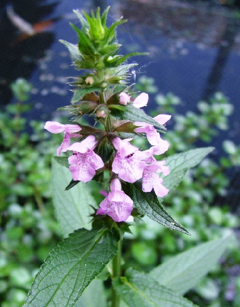 2009_0815_Augustus_thuis0014.JPG - Poolflower