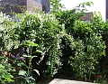 2009_0719_Juli_thuis0026