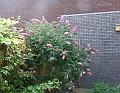 2009_0719_Juli_thuis0027