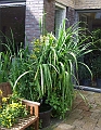 2009_0719_Juli_thuis0028