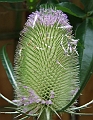 2009_0719_Juli_thuis0029