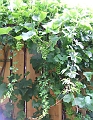2009_0719_Juli_thuis0038