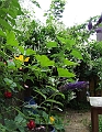 2009_0719_Juli_thuis0045