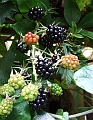 2009_0801_Augustus_thuis0011