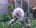 2009_0801_Augustus_thuis0012