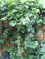 2009_0801_Augustus_thuis0013