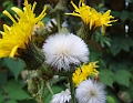 2009_0801_Augustus_thuis0017