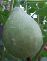 2009_0801_Augustus_thuis0018