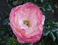 2009_0801_Augustus_thuis0021