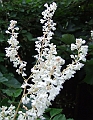 2009_0801_Augustus_thuis0022