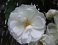 2009_0801_Augustus_thuis0028